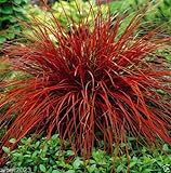photo: You can buy Uncinia Rubra Firedance (10 Seed) AKA New Zealand Red Hook Sedge - Ornamental online, best price $5.88 ($0.59 / Count) new 2024-2023 bestseller, review