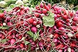 photo: You can buy White, Pink, and Red 30-Day Radish Seed Mix – Traditional Crisp Spring Radish Varieties – Heirloom Seeds | Liliana's Garden | online, best price $5.95 new 2024-2023 bestseller, review
