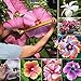 foto Semillas de plantas semillas de flores 200pcs/bolsa Hibiscus semillas coloridas ornamentales fáciles de plantar mezcla color Hibiscus semillas de flores para Bonsai - Semillas de Hibiscus 2024-2023