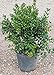 photo Dwarf Burford Holly (2.4 Gallon) Compact Evergreen Shrub with Glossy Green Foliage - Full Sun Live Outdoor Plant… 2024-2023