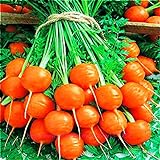 photo: You can buy Seeds4planting - Seeds Sweet Carrot Paris Market Round Red Heirloom Vegetable Non GMO online, best price $8.94 new 2024-2023 bestseller, review