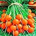 photo Seeds4planting - Seeds Sweet Carrot Paris Market Round Red Heirloom Vegetable Non GMO 2024-2023