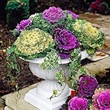 photo: You can buy 30 Ornamental Cabbage Seeds - Colorful and Exotic Decoration Plants online, best price $8.98 ($0.30 / Count) new 2024-2023 bestseller, review