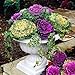 photo 30 Ornamental Cabbage Seeds - Colorful and Exotic Decoration Plants 2024-2023