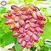 foto 50pcs/bag Seltene Finger Traubenkernen, erweiterte Fruchtsamen, 4 Natürliches Wachstum Trauben Köstliche Bonsai Topfpflanzen für Hausgarten 2024-2023