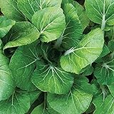photo: You can buy Burpee White Choi Pak Choi Cabbage Seeds 200 seeds online, best price $9.99 new 2024-2023 bestseller, review