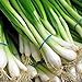 photo 1000 Scallion Seeds, A.k.a Green Onion, Spring Onion. Grow Spring/ Late Summer/fall 2024-2023