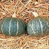 photo: You can buy David's Garden Seeds Squash Winter Cha-Cha 8374 (Black) 25 Non-GMO, Hybrid Seeds online, best price $4.95 new 2024-2023 bestseller, review