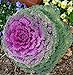 photo CEMEHA SEEDS - Flowering Kale Fringed Mix Ornamental Cabbage Non GMO Vegetable for Planting 2024-2023