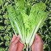 photo MOCCUROD 200+Pak Choi Seeds Green Stem Cabbage Bok Choy Four Season Vegetable 2024-2023
