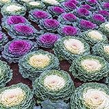 photo: You can buy Outsidepride Ornamental Cabbage - 1000 Seeds online, best price $6.49 new 2024-2023 bestseller, review