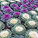 photo Outsidepride Ornamental Cabbage - 1000 Seeds 2024-2023