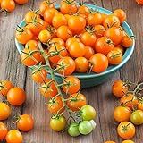 photo: You can buy Sun Gold Hybrid Tomato Seeds (40 Seed Pack) online, best price $6.49 new 2024-2023 bestseller, review