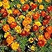 photo Outsidepride Marigold Flower Seed Mix - 1000 Seeds 2024-2023
