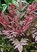 photo Southern Living Plant Collection Obsession Nandina (2.5 Quart) Multicolor Evergreen Shrub with Brilliant Red New Foliage - Full Sun to Part Shade Live Outdoor Plant 2024-2023