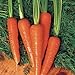 photo Carrot Seeds - Moonraker Pelleted - 10,000 Seeds 2024-2023