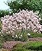 foto Magnolia x soulangeana | Magnolien Strauch | Magnolienbaum Winterhart | Winterharte Pflanzen für Garten | Höhe 120-140cm | Topf 10L 2024-2023