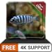 photo aquarium de poissons blancs gratuit HD - décorez votre chambre avec un bel aquarium sur votre téléviseur HDR 4K, une télévision 8K et des appareils d'incendie comme fond d'écran, décoration pour les v 2024-2023