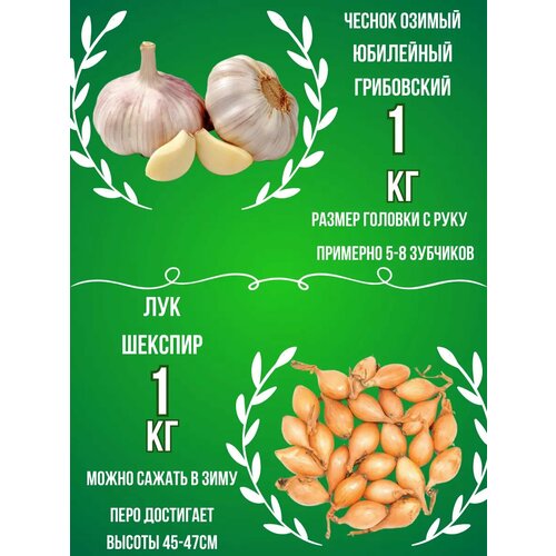 Набор Чеснок Озимый и Лук севок 1 кг фото, описание