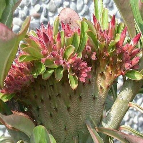 Адениум, Adenium Obesum Desert Rose Red Flabellate, Красный веер, семена фото, описание