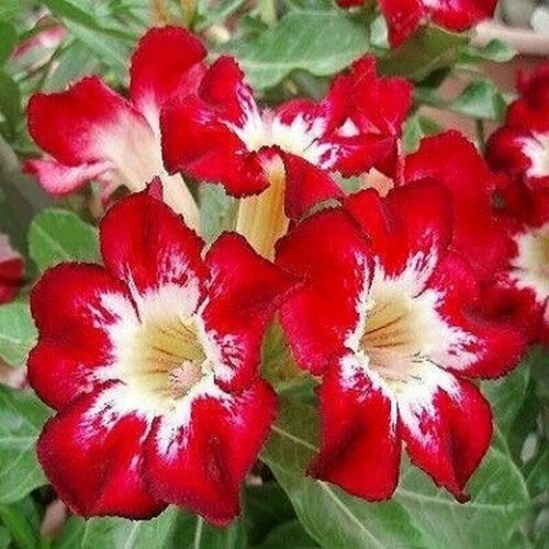 Адениум, Adenium Obesum Desert Rose Flame of Love, Пламя любви, семена фото, описание