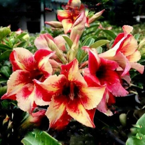 Адениум, Adenium Obesum Desert Rose King fragrant star, Король ароматной звезды, семена фото, описание