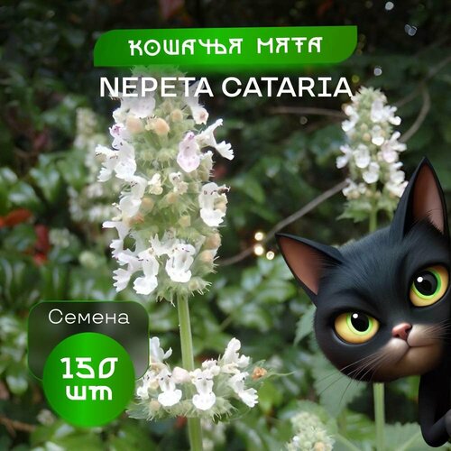 фото Настоящая кошачья мята, 150 семян, сорт Nepeta, купить онлайн за 445 рубл.