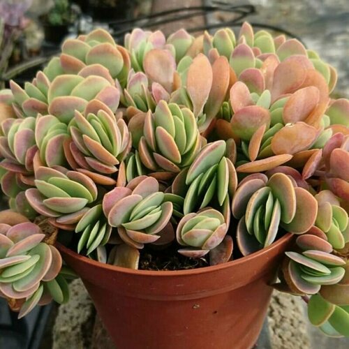 Каланхоэ округлолистное, Kalanchoe Rotundifolia, семена фото, описание