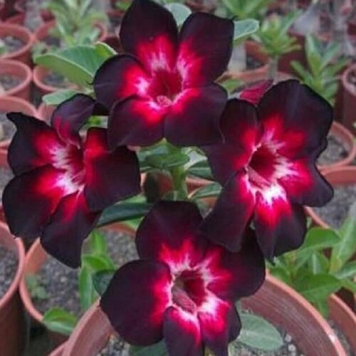 Адениум, Adenium Obesum Desert Rose Black Independent, Черный независимый, семена фото, описание