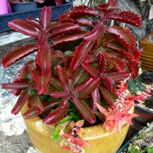 Каланхоэ шестиугольное, Kalanchoe Sexangularis, семена фото, описание