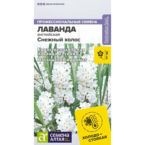 Лаванда Снежный колос узколистная (5 семян) фото, описание