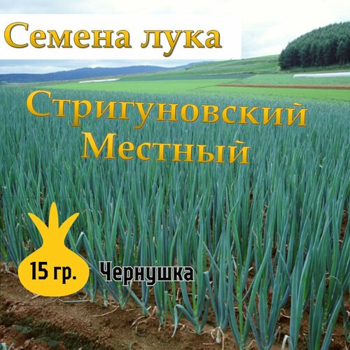 Семена лука чернушка Стригуновский Местный,15гр фото, описание