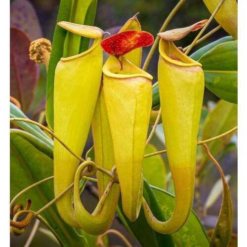 фото Непентес Мадагаскарский семена 3шт. (Nepenthes madagascariensis), купить онлайн за 500 рубл.