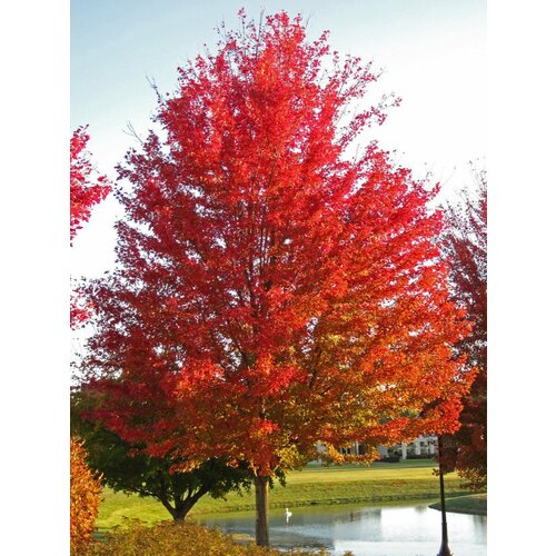 Семена Клён сахаристый серебристый (Acer saccharinum), 10 штук фото, описание