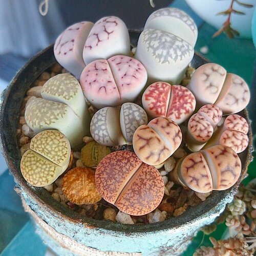 Живые Камни микс, Литопс, семена 15шт. (Lithops) фото, описание