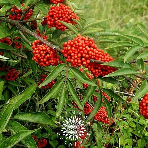 Семена Бузина микеля (лат. Sambucus miquelii) 20 шт от Green Legacy фото, описание