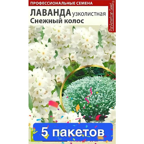 Цветы Лаванда Снежный колос английская 5 пакетов фото, описание