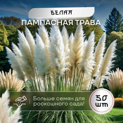 фото Пампасная трава кортадерия белая семена SVN seeds 50 шт. сертифицированные, купить онлайн за 590 рубл.