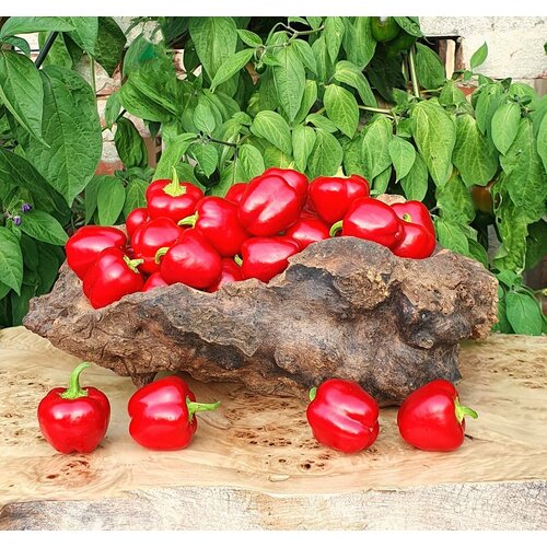 Семена Перец сладкий маленький красный колокольчик (Mini Bell Red) / Seeds And Goods / в упаковке 15 семян фото, описание