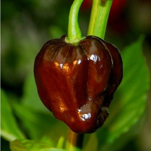 Семена Орешка Перец острый Habanero Chocolate, Хабанеро шоколадный 5 шт. фото, описание