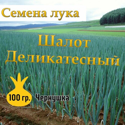 Семена лука чернушка Шалот Деликатесный,100гр фото, описание