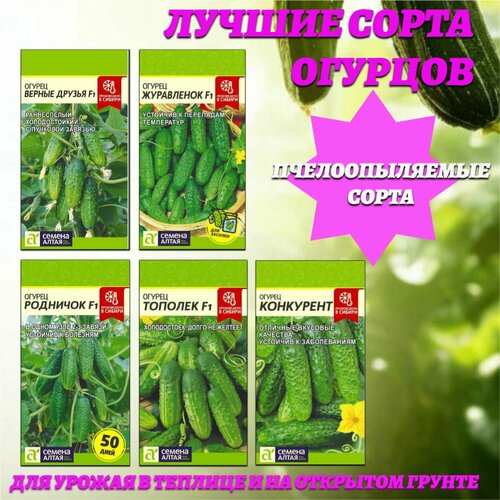 Лучшие сорта огурцов с прекрасными вкусовыми качествами. Семена Алтая фото, описание