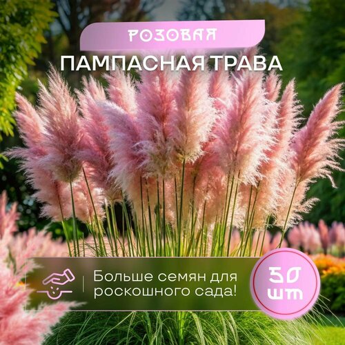 фото Пампасная трава кортадерия розовая семена SVN seeds 50 шт сертифицированные, купить онлайн за 595 рубл.