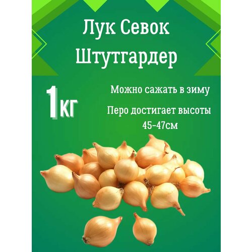 Лук севок Штутгартер Ризен 1 кг фото, описание