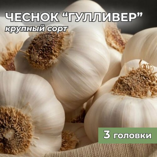 Чеснок крупный на посадку Гулливер 3 головки фото, описание