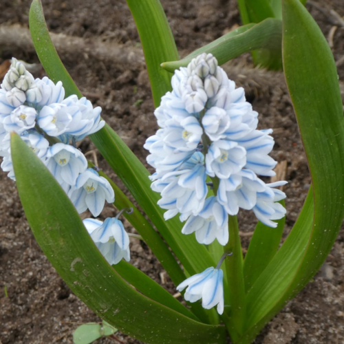 Луковицы цветов, botanica garden, пушкиния либанотика, 10 штук фото, описание