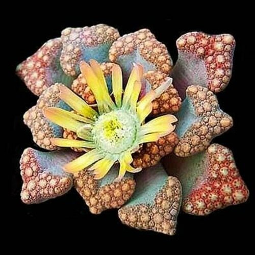 Титанопсис Хьюго-Шлехтери, Titanopsis Hugo-Schlechteri, суккуленты, семена фото, описание