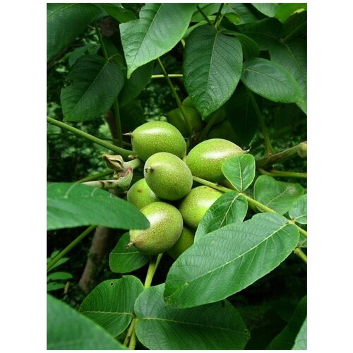 Семена Орех Зибольда морозостойкий (Juglans ailanthifolia sieboldiana), 5 штук фото, описание