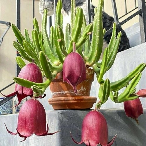 Стапелия Леендерца, Stapelia Leendertziae, суккуленты, семена фото, описание