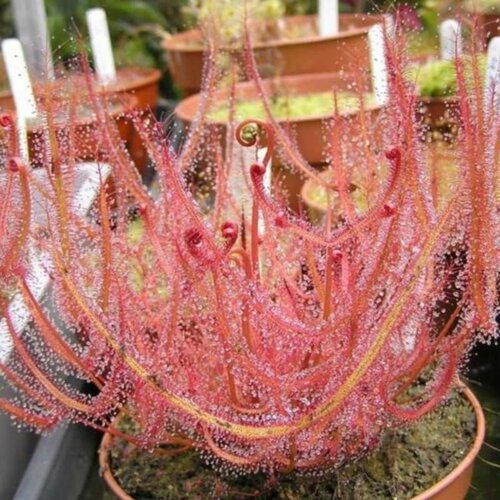 Семена Мухоловка Росянка Бината 5 шт, Drosera Binata, рогатое хищное растение, поедающее мух фото, описание